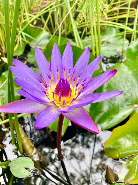 Blue Lotus Flowers