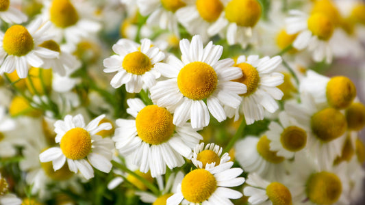 Chamomile Flowers